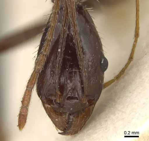 Aphaenogaster rhaphidiiceps specimen
