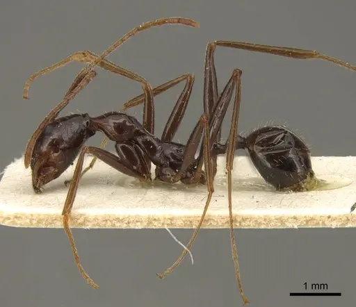 Aphaenogaster rhaphidiiceps specimen