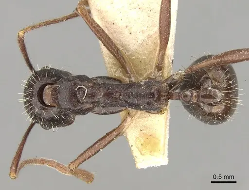 Aphaenogaster rothneyi specimen