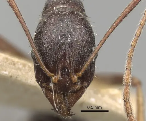 Aphaenogaster rothneyi specimen