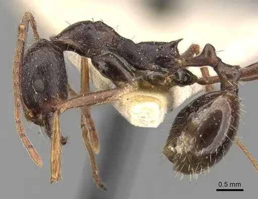 Aphaenogaster rothneyi specimen