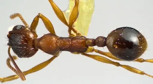 Aphaenogaster rudis specimen