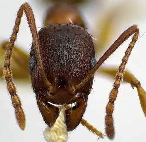 Aphaenogaster rudis specimen