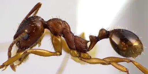 Aphaenogaster rudis specimen