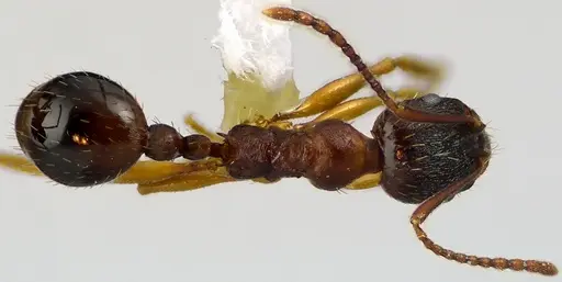 Aphaenogaster rudis - ANTWEB1041624