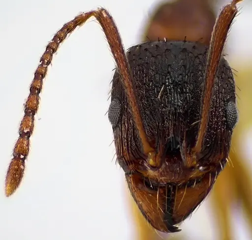 Aphaenogaster rudis - ANTWEB1041624