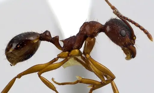 Aphaenogaster rudis - ANTWEB1041624