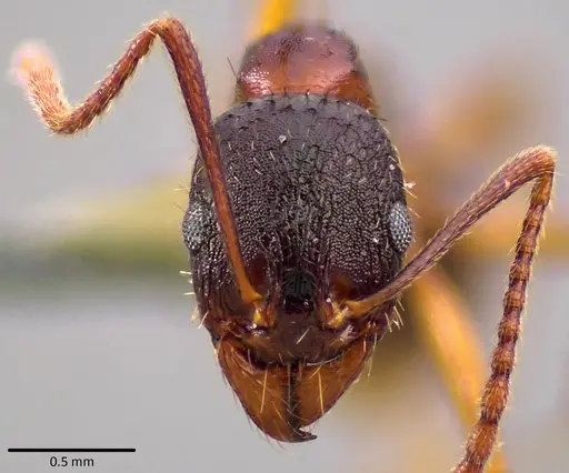 Aphaenogaster rudis - ANTWEB1041756