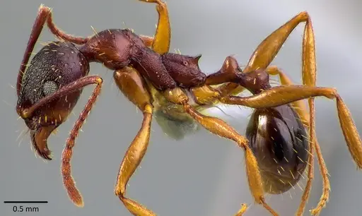 Aphaenogaster rudis - ANTWEB1041756