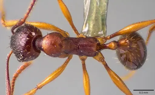 Aphaenogaster rudis - ANTWEB1041757