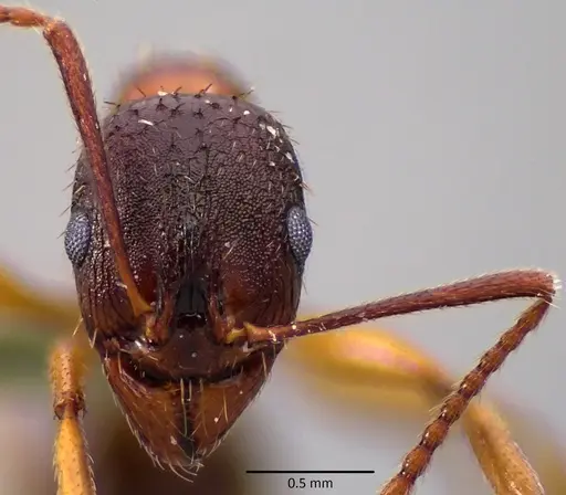 Aphaenogaster rudis - ANTWEB1041757