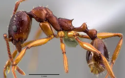 Aphaenogaster rudis - ANTWEB1041757