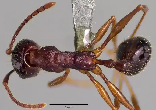 Aphaenogaster rudis - ANTWEB1041761