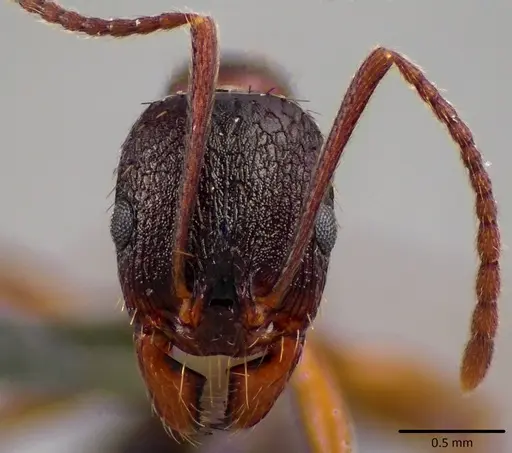 Aphaenogaster rudis - ANTWEB1041761