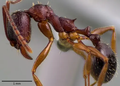 Aphaenogaster rudis - ANTWEB1041761