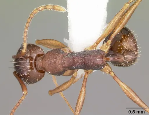Aphaenogaster rudis - CASENT0104843