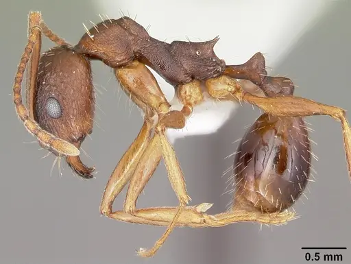 Aphaenogaster rudis - CASENT0104843