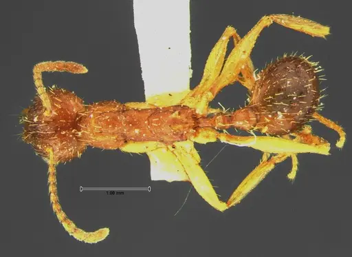 Aphaenogaster rudis - CASENT0105671