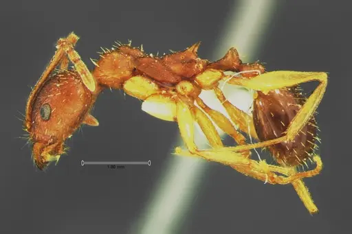 Aphaenogaster rudis - CASENT0105671