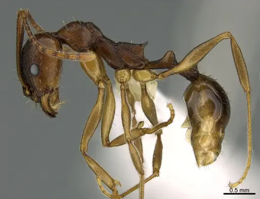 Aphaenogaster rudis - CASENT0752241