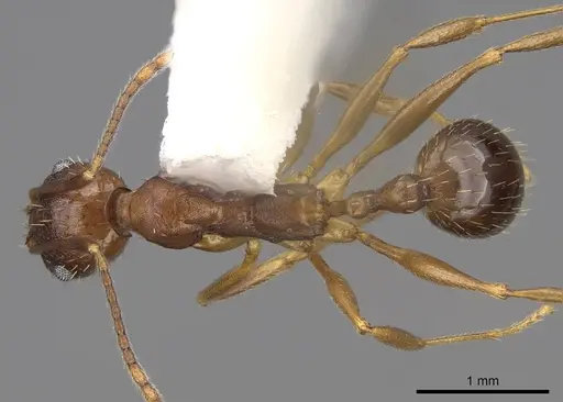 Aphaenogaster rudis - CASENT0914476