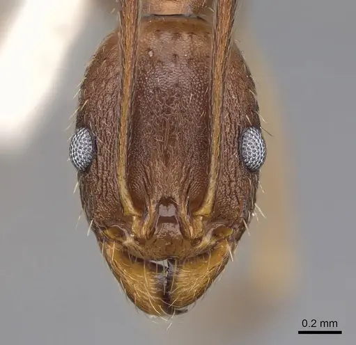 Aphaenogaster rudis - CASENT0914476