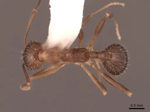 Aphaenogaster rudis - FMNHINS0000062941
