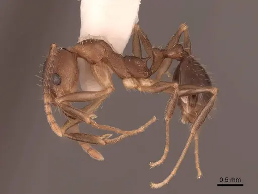 Aphaenogaster rudis - FMNHINS0000062941