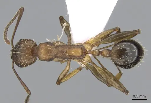 Aphaenogaster rugosoferruginea specimen
