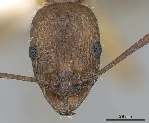 Aphaenogaster rugosoferruginea specimen