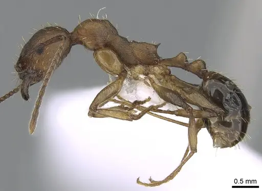 Aphaenogaster rugosoferruginea specimen