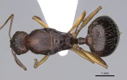 Aphaenogaster rugosoferruginea - CASENT0914230