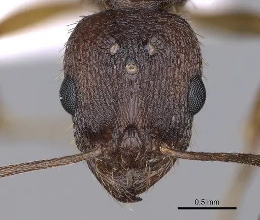 Aphaenogaster rugosoferruginea - CASENT0914230