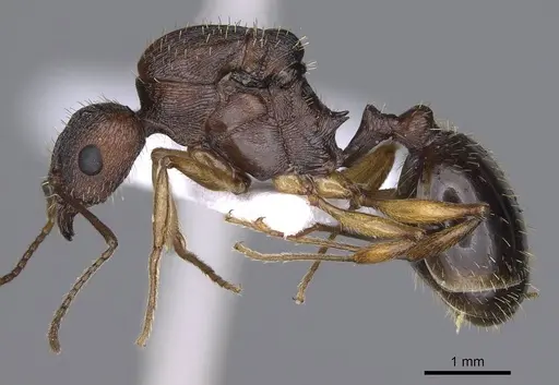 Aphaenogaster rugosoferruginea - CASENT0914230