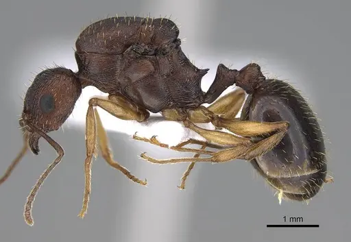 Aphaenogaster rugosoferruginea - CASENT0914230