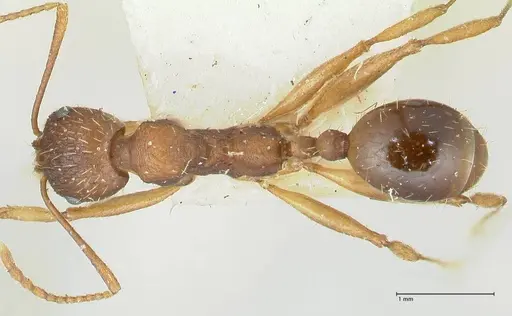 Aphaenogaster rugosoferruginea - FOCOL1226
