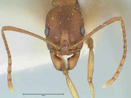 Aphaenogaster rugosoferruginea - FOCOL1226
