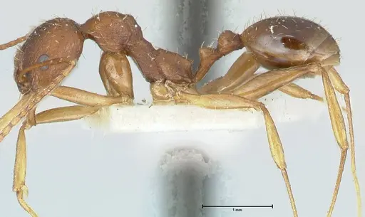 Aphaenogaster rugosoferruginea - FOCOL1226