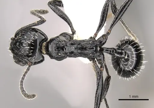 Aphaenogaster sagei specimen
