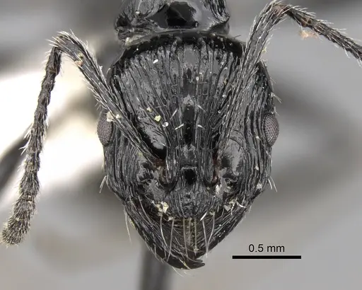 Aphaenogaster sagei specimen