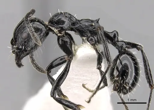 Aphaenogaster sagei specimen