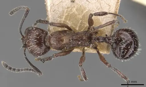 Aphaenogaster sagei - CASENT0907693