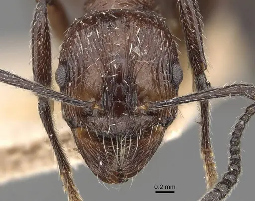Aphaenogaster sagei - CASENT0907693