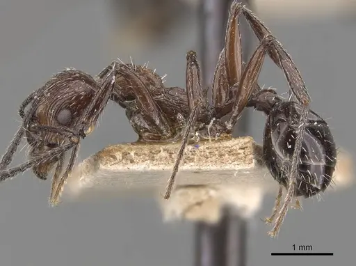 Aphaenogaster sagei - CASENT0907693