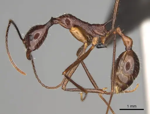 Aphaenogaster sahafina specimen