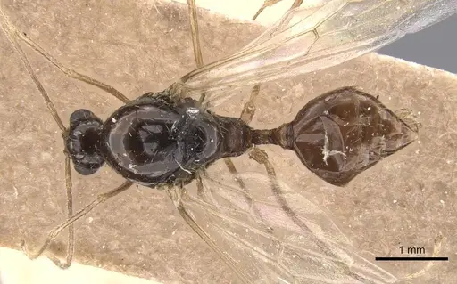 Aphaenogaster saharensis specimen