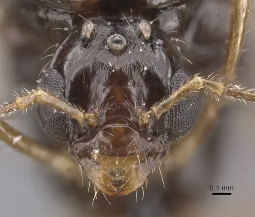 Aphaenogaster saharensis specimen