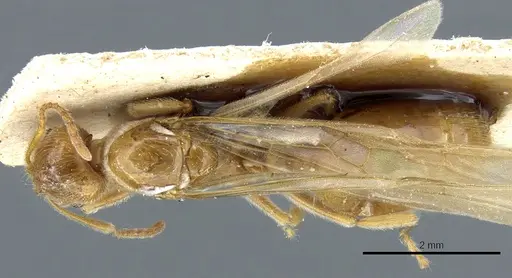 Aphaenogaster sangiorgii specimen