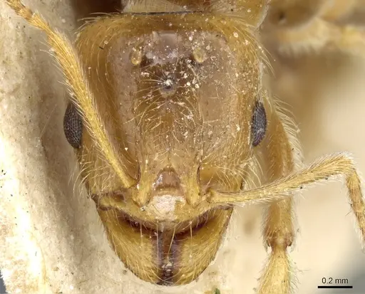 Aphaenogaster sangiorgii specimen