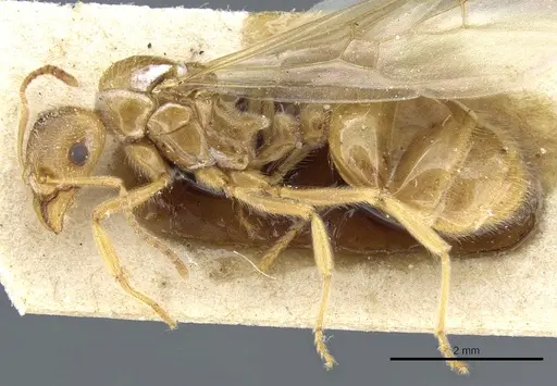 Aphaenogaster sangiorgii specimen